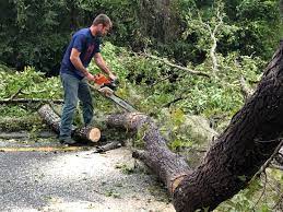 West Mayfield, PA  Tree Services Company