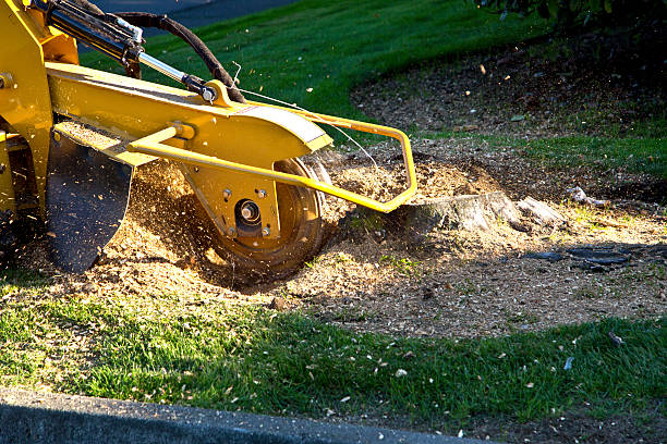 Grass Overseeding in West Mayfield, PA